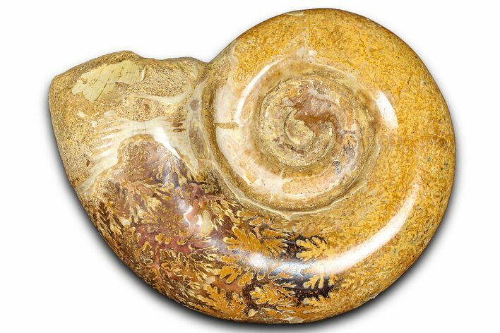 Jurassic Ammonite (Hemilytoceras) Fossil - Madagascar #365354